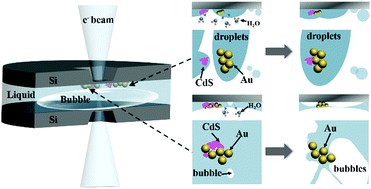 Graphical abstract: In situ liquid cell TEM observation of solution-mediated interaction behaviour of Au/CdS nanoclusters