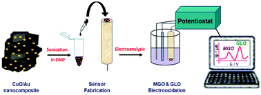 Graphical abstract: An electrochemical sensor with a copper oxide/gold nanoparticle-modified electrode for the simultaneous detection of the potential diabetic biomarkers methylglyoxal and its detoxification enzyme glyoxalase
