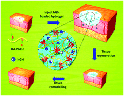 Graphical abstract: Hyaluronic acid decorated pH- and temperature-induced injectable bioconjugates for sustained delivery of bioactive factors and highly efficient wound regeneration