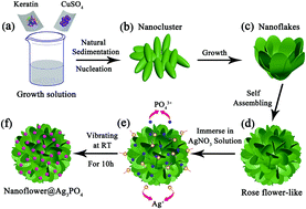 Graphical abstract: Increasing enzyme-like activity by in situ anchoring of Ag3PO4 nanoparticles on keratin–inorganic hybrid nanoflowers
