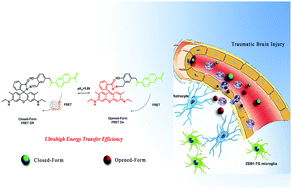 Graphical abstract: A FRET-based two-photon probe for in vivo tracking of pH during a traumatic brain injury process