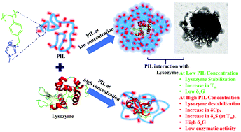 Graphical abstract: Does poly(ionic liquid) modulate the non-covalent interactions of chicken egg white lysozyme? Elucidation of biomolecular interactions between biomolecules and macromolecular solvents