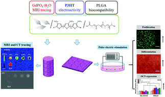 Graphical abstract: An electrically and magnetically responsive nanocomposite of GdPO4·H2O/P3HT/PLGA with electrical stimulation for synergistically enhancing the proliferation and differentiation of pre-osteoblasts