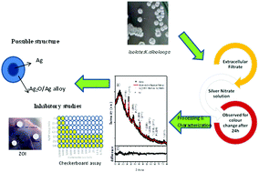 Graphical abstract: Biogenic silver and silver oxide hybrid nanoparticles: a potential antimicrobial against multi drug-resistant Pseudomonas aeruginosa