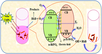 Graphical abstract: pH-Controlled photocatalytic abatement of RhB by an FeWO4/BiPO4 p–n heterojunction under visible light irradiation