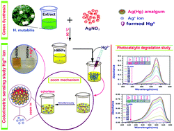 Graphical abstract: A compact prospective investigation on the colorimetric recognition of Hg2+ ion and photostimulated degradation of discharged toxic organic dyes motivated by H. mutabilis directed silver nanoparticles