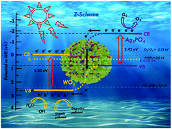 Graphical abstract: Investigation of the kinetics and mechanism of Z-scheme Ag3PO4/WO3 p–n junction photocatalysts with enhanced removal efficiency for RhB