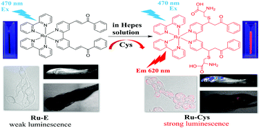 Graphical abstract: An efficient ruthenium(ii) tris(bipyridyl)-based chemosensor for the specific detection of cysteine and its luminescence imaging in living zebrafish