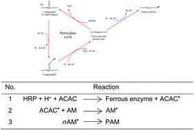 Graphical abstract: Can the HRP–ACAC binary system initiate acrylamide polymerisation?