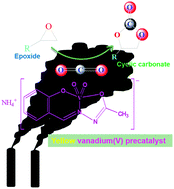 Graphical abstract: An efficient CO2 fixation reaction with epoxides catalysed by in situ formed blue vanadium catalyst from dioxovanadium(+5) complex: moisture enhanced and atmospheric oxygen retarded catalytic activity