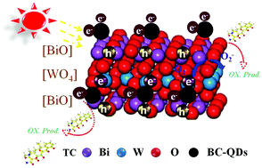 Graphical abstract: The fabrication of a biomass carbon quantum dot-Bi2WO6 hybrid photocatalyst with high performance for antibiotic degradation