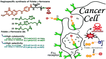 Graphical abstract: Synthesis, characterization, and anticancer activity of folate γ-ferrocenyl conjugates