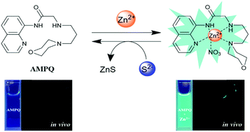Graphical abstract: Sensing of zinc ions and sulfide using a highly practical and water-soluble fluorescent sensor: applications in test kits and zebrafish