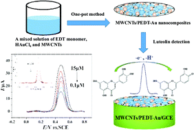 Graphical abstract: Electrochemical sensor for sensitive detection of luteolin based on multi-walled carbon nanotubes/poly(3,4-ethylenedioxythiophene)–gold nanocomposites