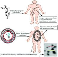 Graphical abstract: A pre-formulation strategy for the liposome encapsulation of new thioctic acid conjugates for enhanced chemical stability and use as an efficient drug carrier for MPO-mediated atherosclerotic CVD treatment