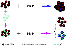 Graphical abstract: Colorimetric detection of Cs+ based on the nonmorphological transition mechanism of gold nanoparticles in the presence of Prussian blue