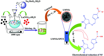 Graphical abstract: Hierarchical construction and characterization of lanthanum molybdate nanospheres as an unassailable electrode material for electrocatalytic sensing of the antibiotic drug nitrofurantoin