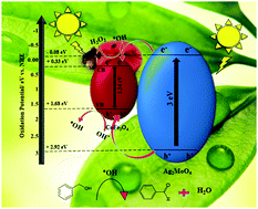 Graphical abstract: Selective oxidation of alcohols by using CoFe2O4/Ag2MoO4 as a visible-light-driven heterogeneous photocatalyst