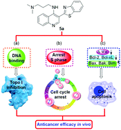 Graphical abstract: 3-(Benzo[d]thiazol-2-yl)-4-aminoquinoline derivatives as novel scaffold topoisomerase I inhibitor via DNA intercalation: design, synthesis, and antitumor activities