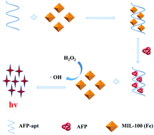 Graphical abstract: A simple chemiluminescent aptasensor for the detection of α-fetoprotein based on iron-based metal organic frameworks
