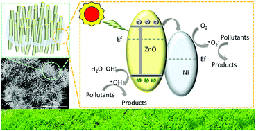 Graphical abstract: Synthesis of an ultra-thin Ni-membrane/ZnO-nanorod grass clump-like composite and its enhanced photocatalysis