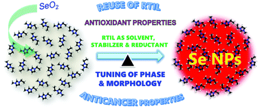 Graphical abstract: A 10 minute approach for the phase specific synthesis of Se nanoparticles with tunable morphology: their anticancer efficacy and the role of an ionic liquid