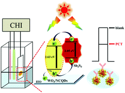 Graphical abstract: A procalcitonin photoelectrochemical immunosensor: NCQDs and Sb2S3 co-sensitized hydrangea-shaped WO3 as a matrix through a layer-by-layer assembly