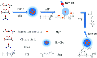 Graphical abstract: Application of magnesium ion doped carbon dots obtained via hydrothermal synthesis for arginine detection