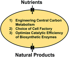 Graphical abstract: Cell factory engineering for improved production of natural products