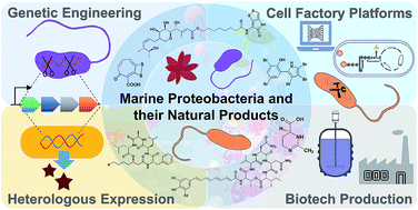 Graphical abstract: Marine Proteobacteria as a source of natural products: advances in molecular tools and strategies