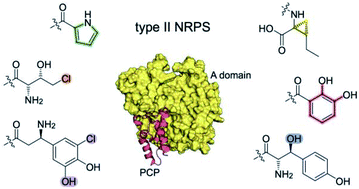 Graphical abstract: Type II non-ribosomal peptide synthetase proteins: structure, mechanism, and protein–protein interactions