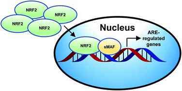Graphical abstract: The role of natural products in revealing NRF2 function
