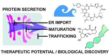 Graphical abstract: Natural products as modulators of eukaryotic protein secretion