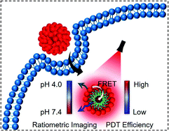 Graphical abstract: Ratiometric theranostic nanoprobe for pH imaging-guided photodynamic therapy