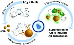 Graphical abstract: Multifunctional carbon dots as a therapeutic nanoagent for modulating Cu(ii)-mediated β-amyloid aggregation