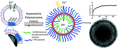 Graphical abstract: A biomimetic magnetosome: formation of iron oxide within carboxylic acid terminated polymersomes