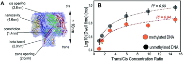 Graphical abstract: Employing LiCl salt gradient in the wild-type α-hemolysin nanopore to slow down DNA translocation and detect methylated cytosine