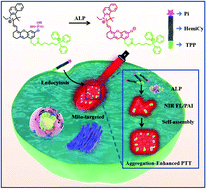 Graphical abstract: An ALP-activatable and mitochondria-targeted probe for prostate cancer-specific bimodal imaging and aggregation-enhanced photothermal therapy