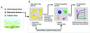 Graphical abstract: Particokinetics and in vitro dose of high aspect ratio nanoparticles