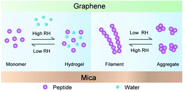 Graphical abstract: Assembly of peptides in mica–graphene nanocapillaries controlled by confined water