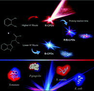 Graphical abstract: Controllable acidophilic dual-emission fluorescent carbonized polymer dots for selective imaging of bacteria