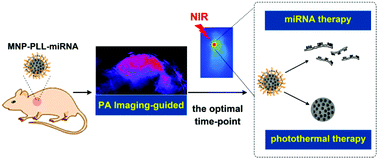Graphical abstract: Photoacoustic-imaging-guided therapy of functionalized melanin nanoparticles: combination of photothermal ablation and gene therapy against laryngeal squamous cell carcinoma