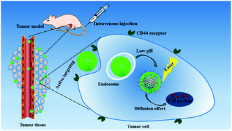 Graphical abstract: Hyaluronic acid conjugated polydopamine functionalized mesoporous silica nanoparticles for synergistic targeted chemo-photothermal therapy