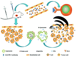 Graphical abstract: Assisting anti-PD-1 antibody treatment with a liposomal system capable of recruiting immune cells