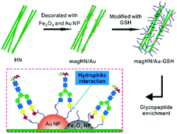 Graphical abstract: A magnetic nanofiber-based zwitterionic hydrophilic material for the selective capture and identification of glycopeptides