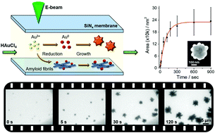 Graphical abstract: Shape-controlled synthesis and in situ characterisation of anisotropic Au nanomaterials using liquid cell transmission electron microscopy
