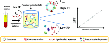 Graphical abstract: Aptamer-based fluorescence polarization assay for separation-free exosome quantification