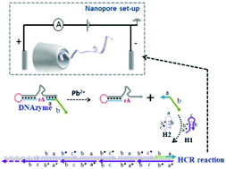 Graphical abstract: An investigation of solid-state nanopores on label-free metal-ion signalling via the transition of RNA-cleavage DNAzyme and the hybridization chain reaction