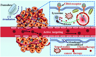Graphical abstract: Retracted Article: Enhanced anti-tumor efficacy of hyaluronic acid modified nanocomposites combined with sonochemotherapy against subcutaneous and metastatic breast tumors