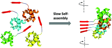 Graphical abstract: Prion soft amyloid core driven self-assembly of globular proteins into bioactive nanofibrils